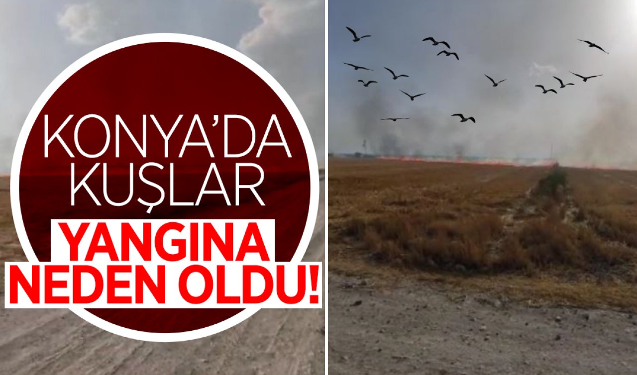 Konya’da kuşlar yangına neden oldu!
